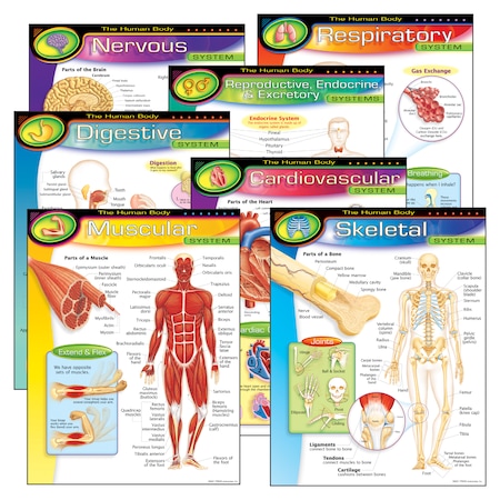 Trend Enterprises The Human Body Learning Charts Combo Pack, PK7 T38913